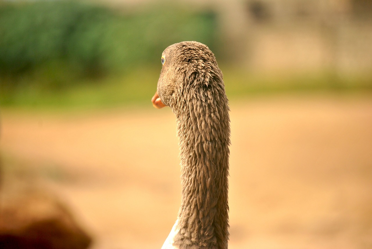 goose geese bird free photo