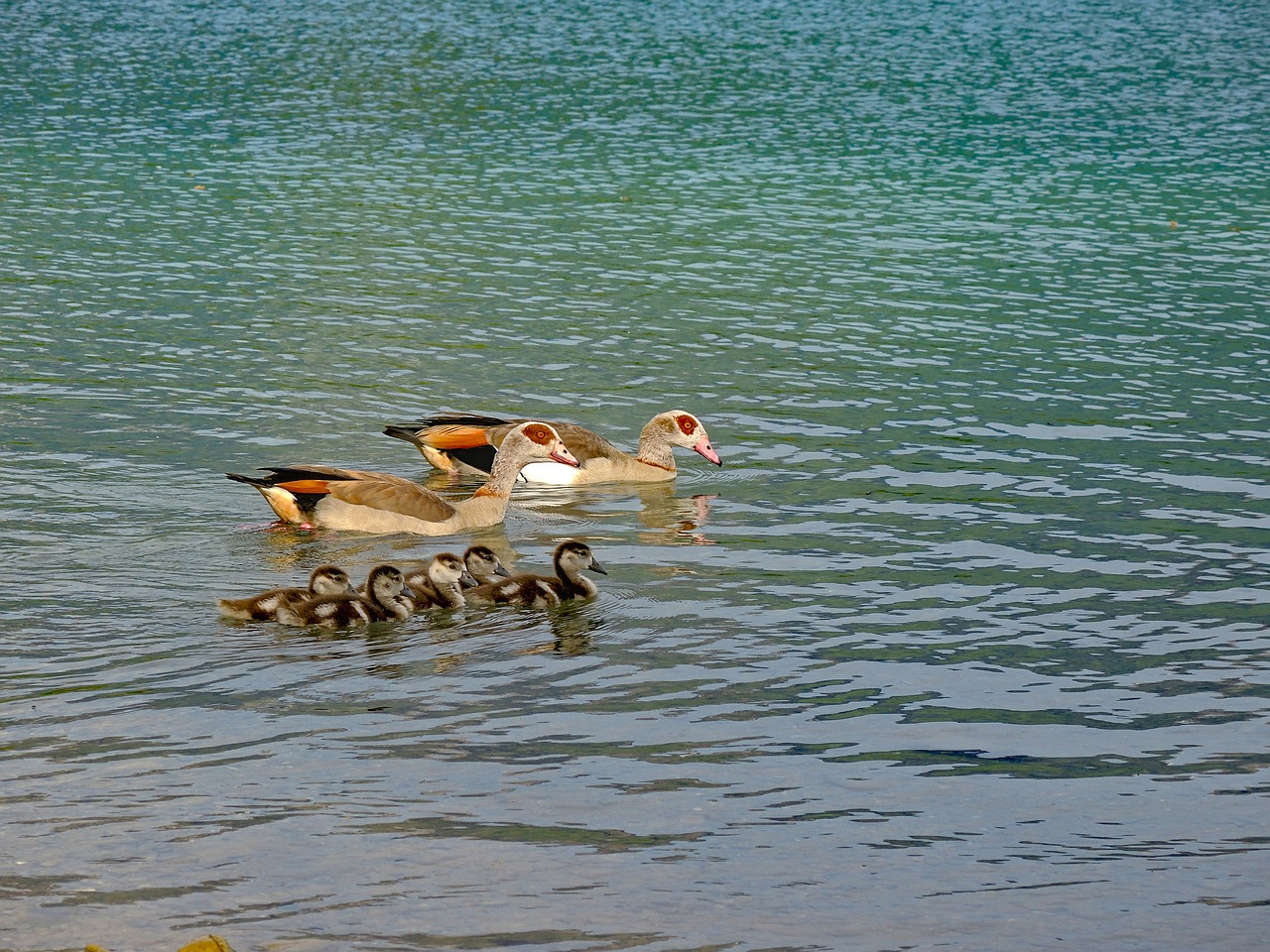 goose  nilgans  water bird free photo