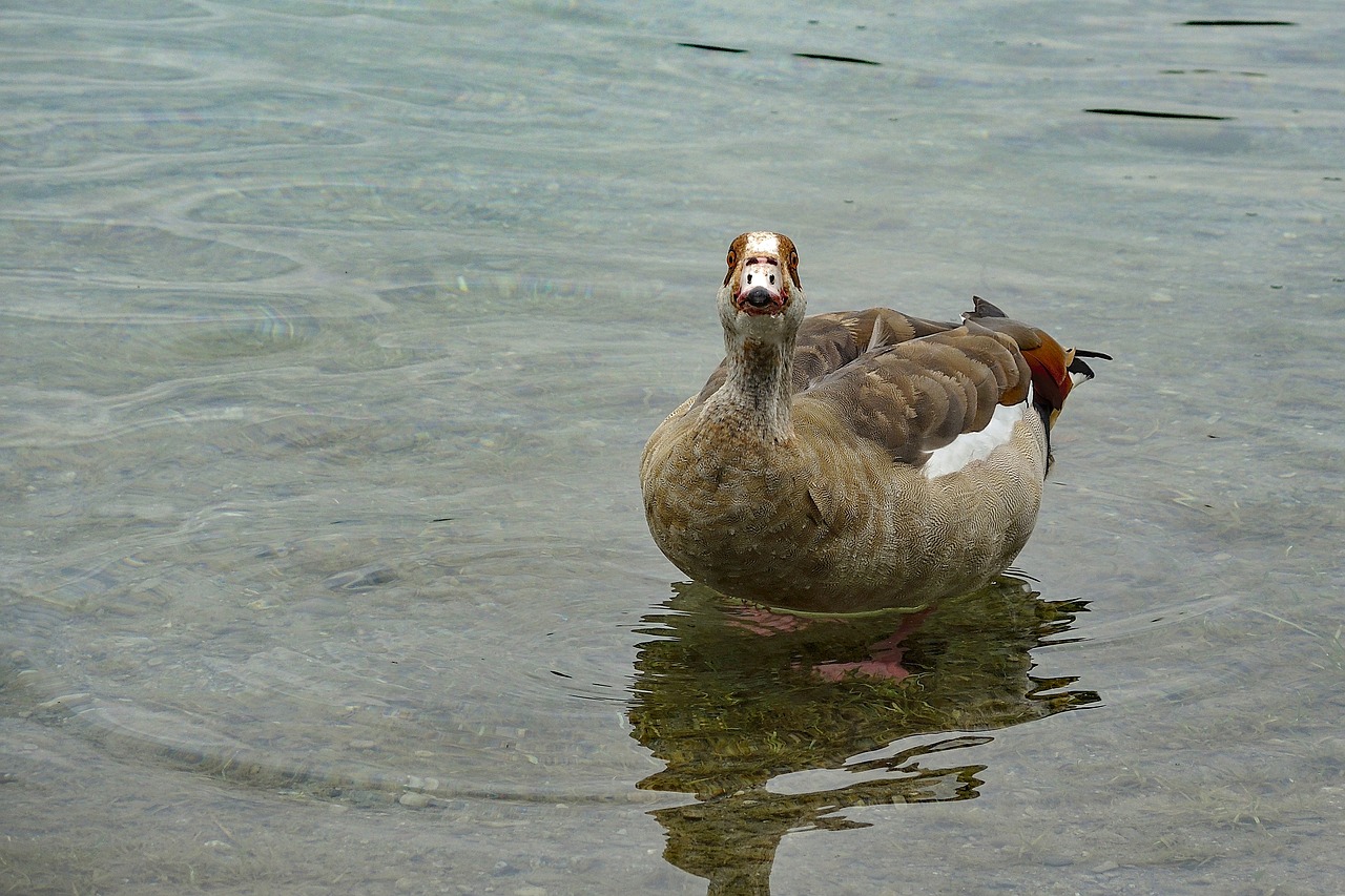 goose  nilgans  bird free photo