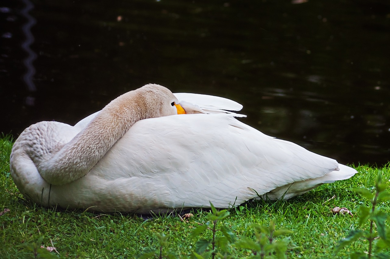 goose  animal  bird free photo