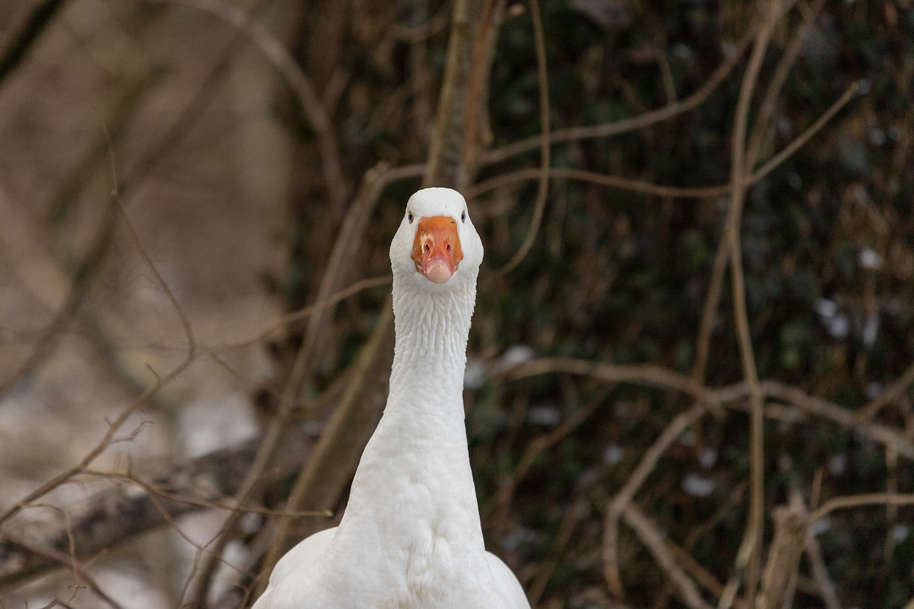 goose  water bird  nature free photo