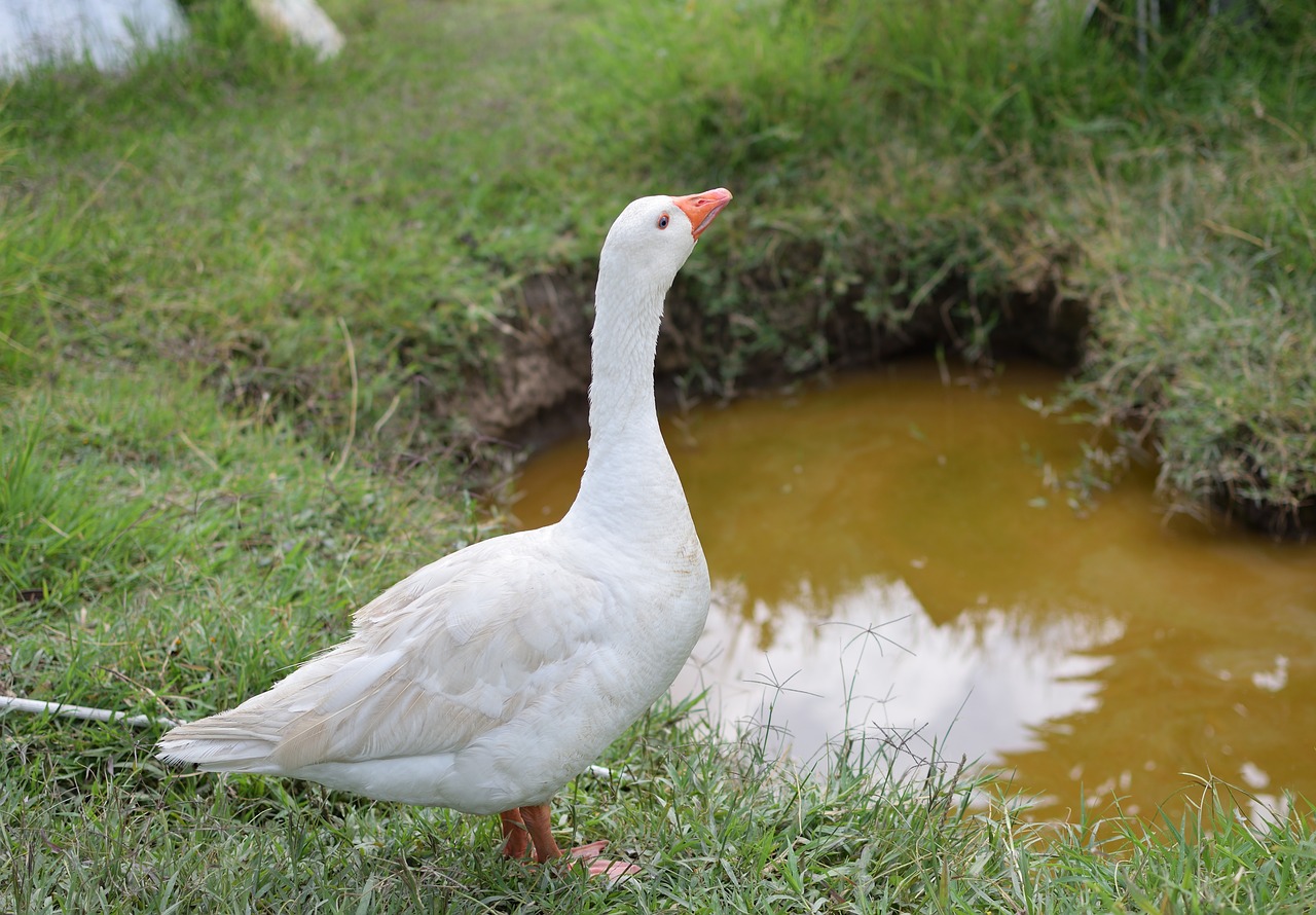 goose  ave  animals free photo