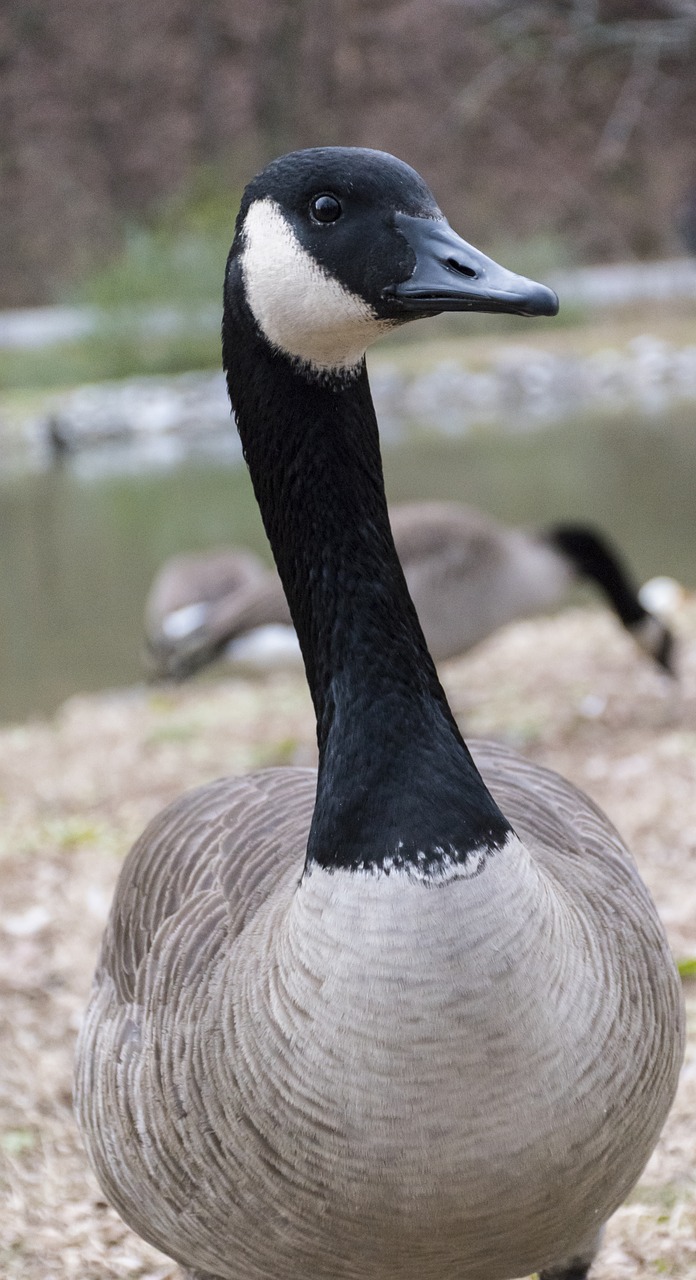 goose  park  bird free photo