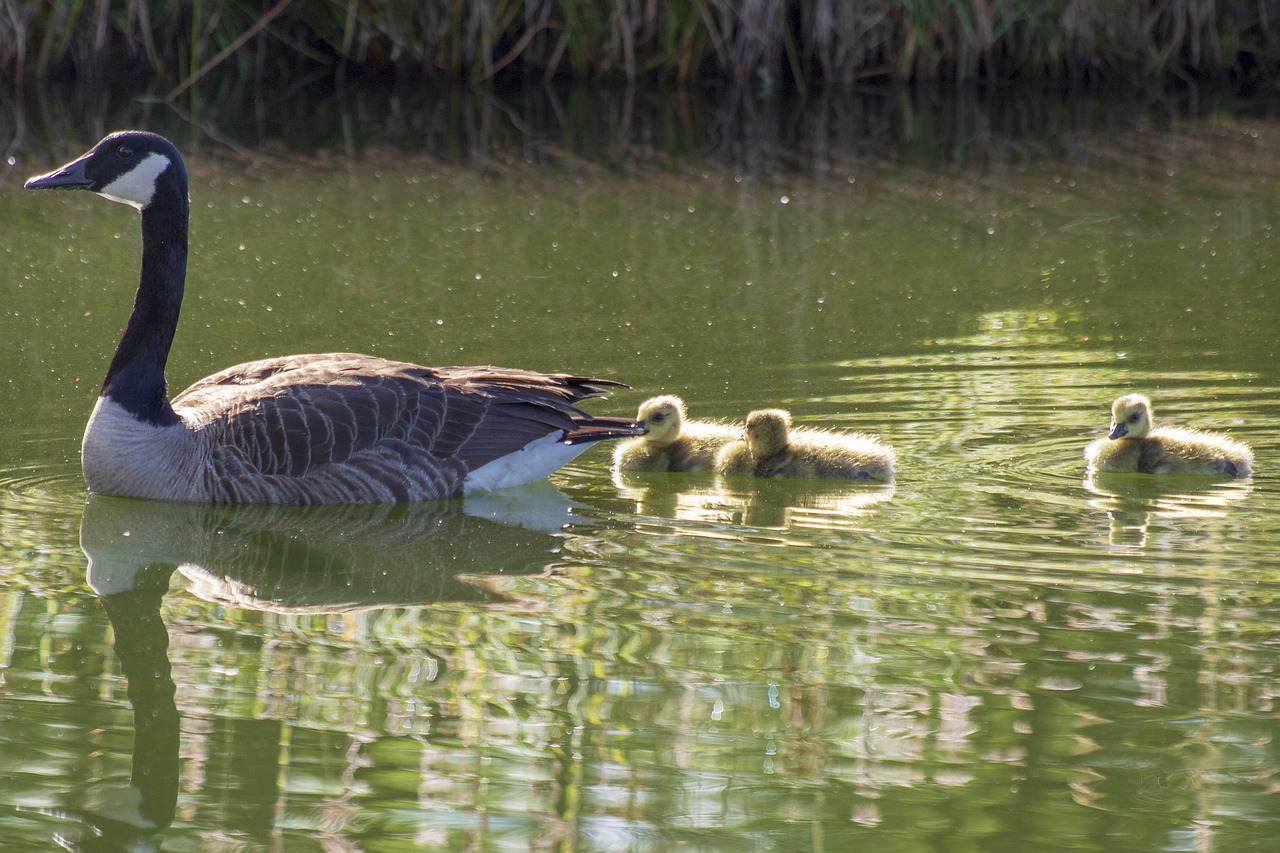 goose  geese  goslings free photo