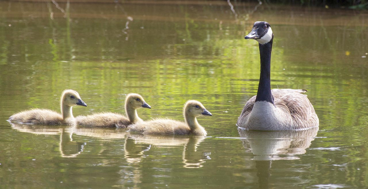 goose  geese  goslings free photo