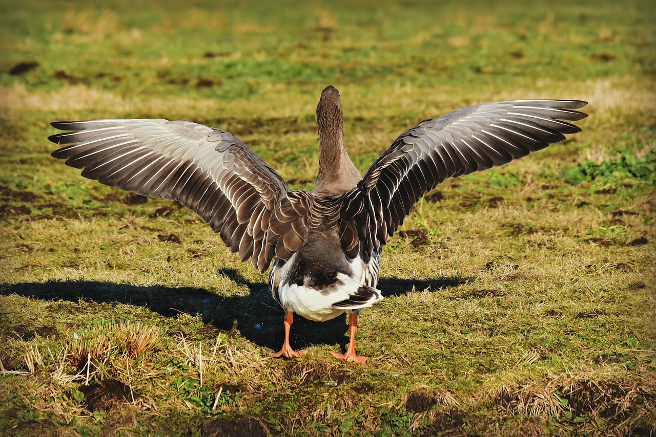 goose  water bird  animal free photo