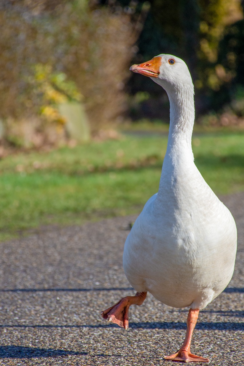 goose  bird  waterfowl free photo