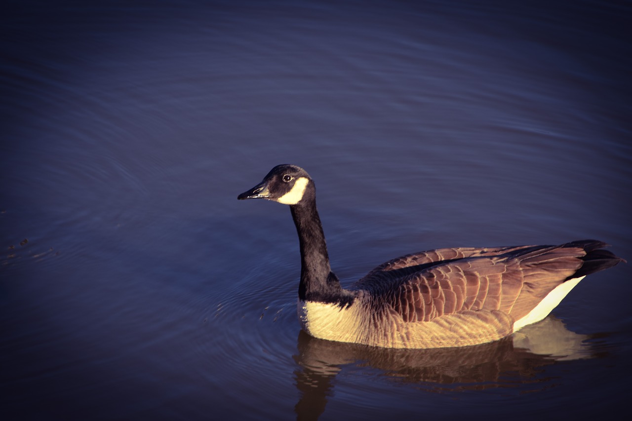 goose  goose in pond  pond free photo