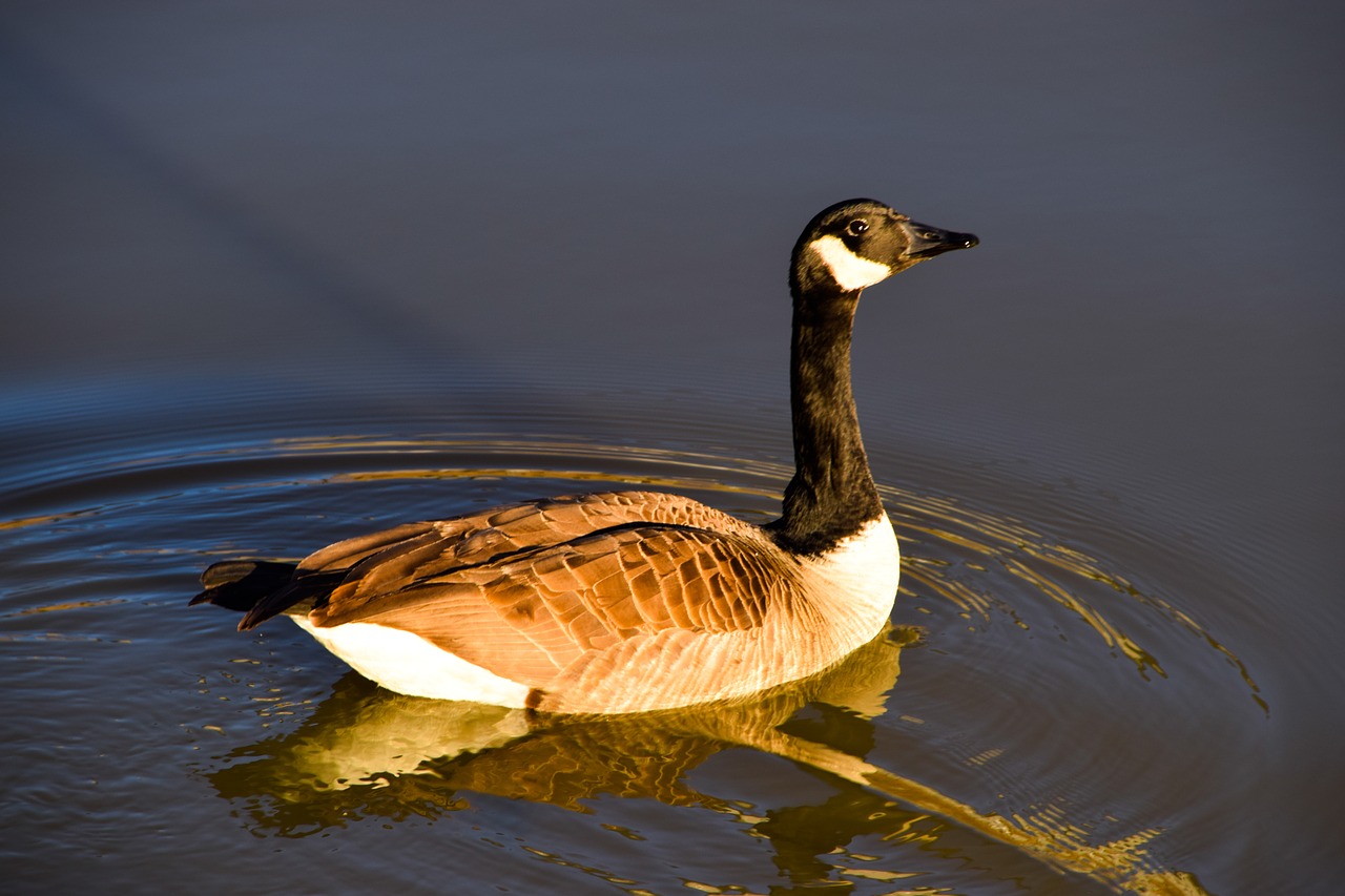 goose  goose in pond  pond free photo