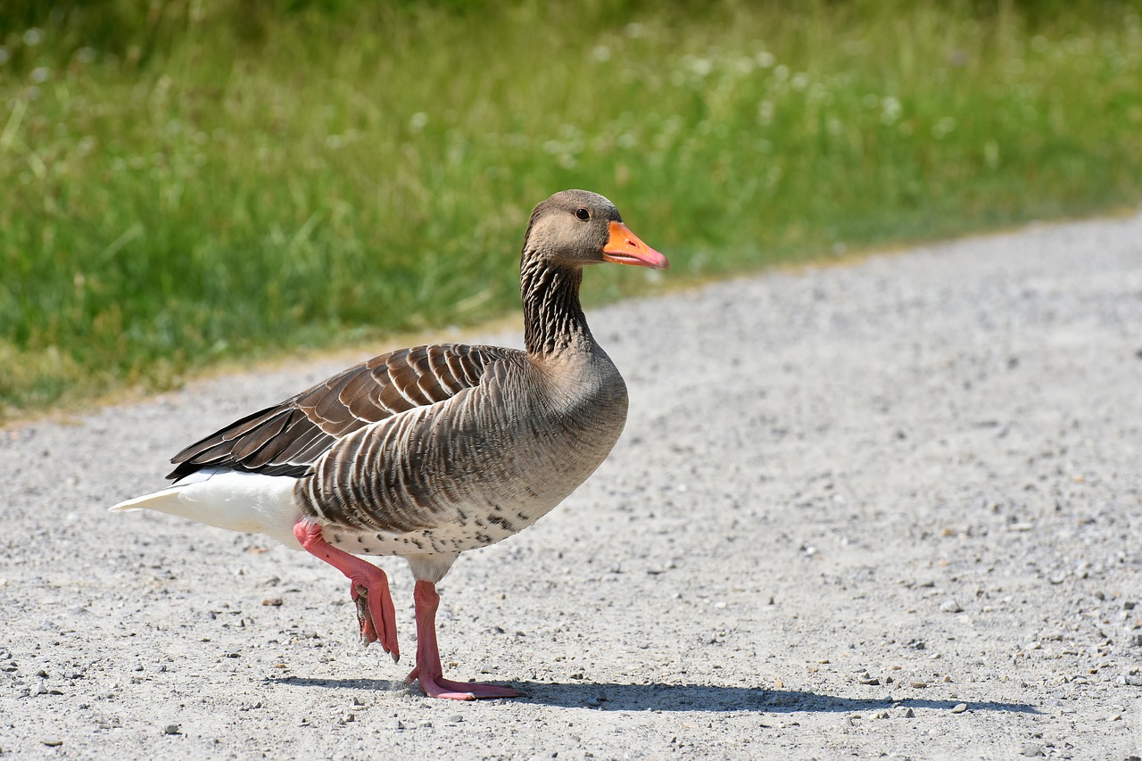 goose  wild bird  wild goose free photo