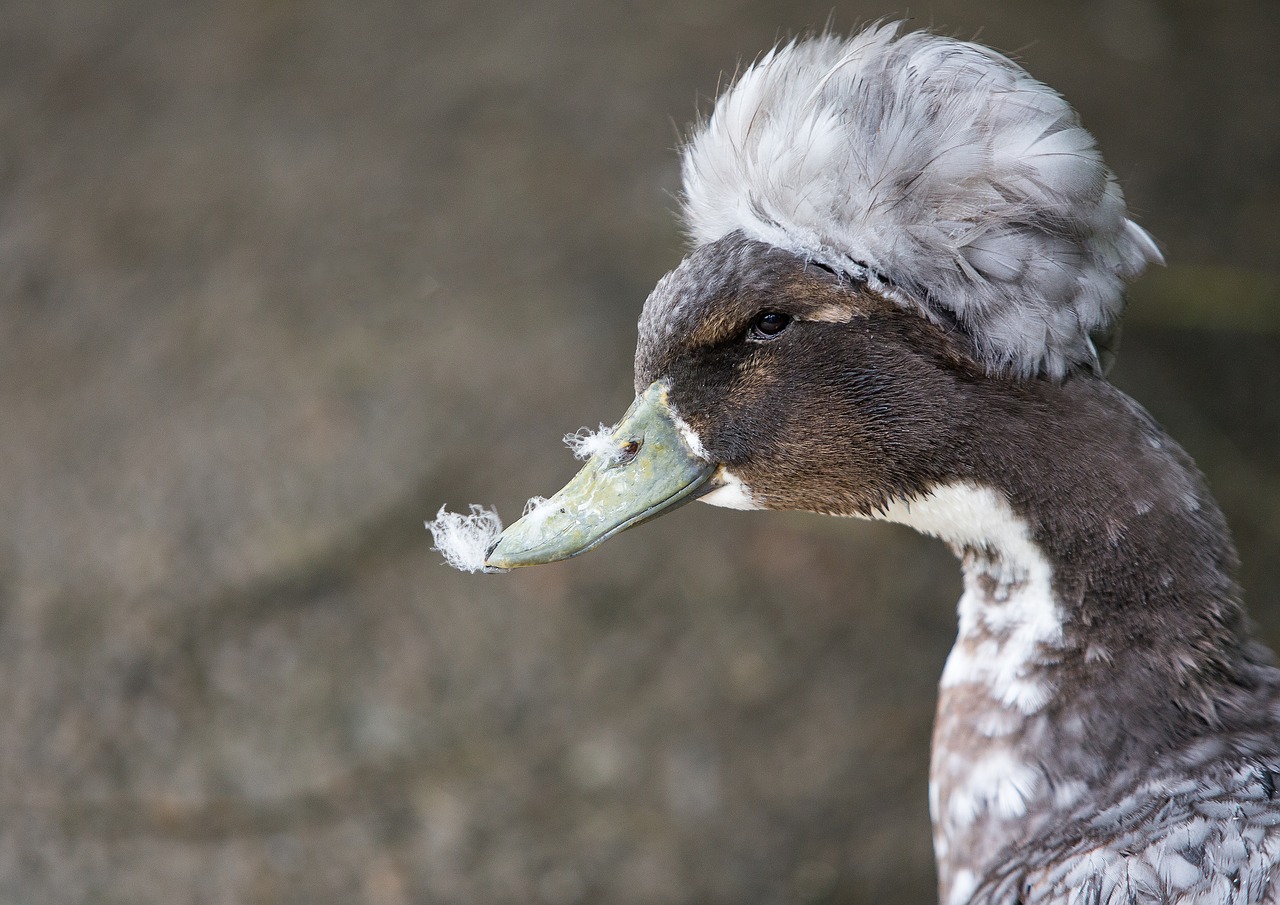 goose  zoo  bird free photo