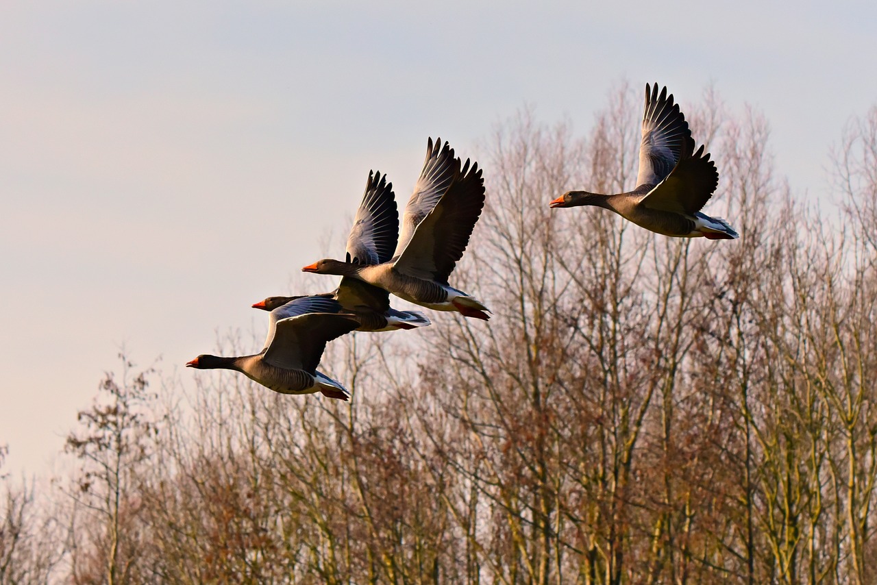 goose  water bird  flight free photo