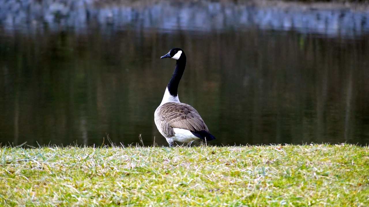 goose  bird  nature free photo