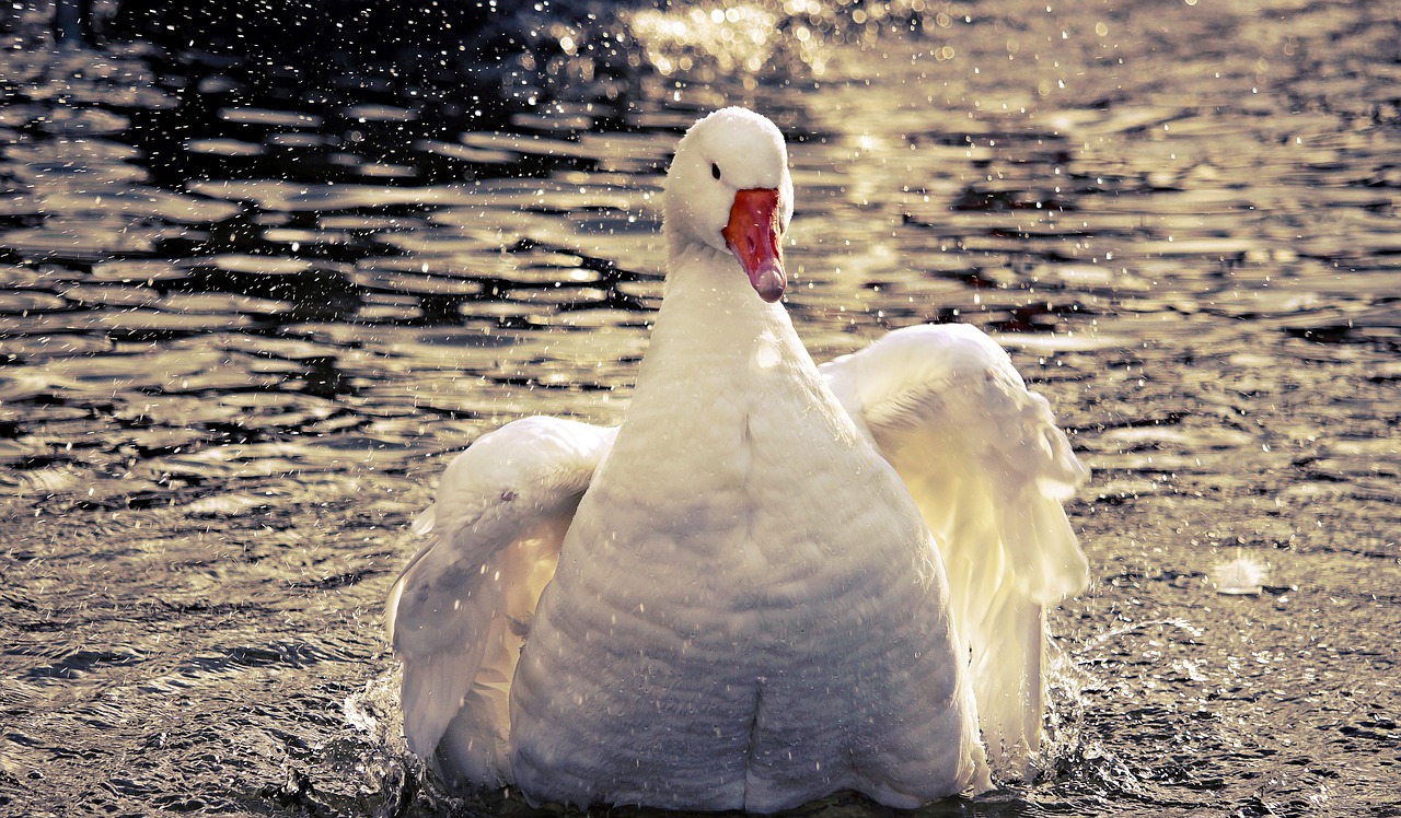 goose  domestic goose  poultry free photo