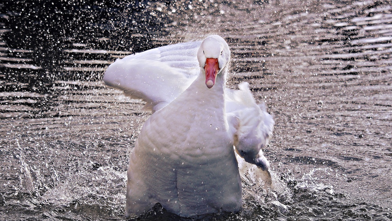 goose  domestic goose  poultry free photo