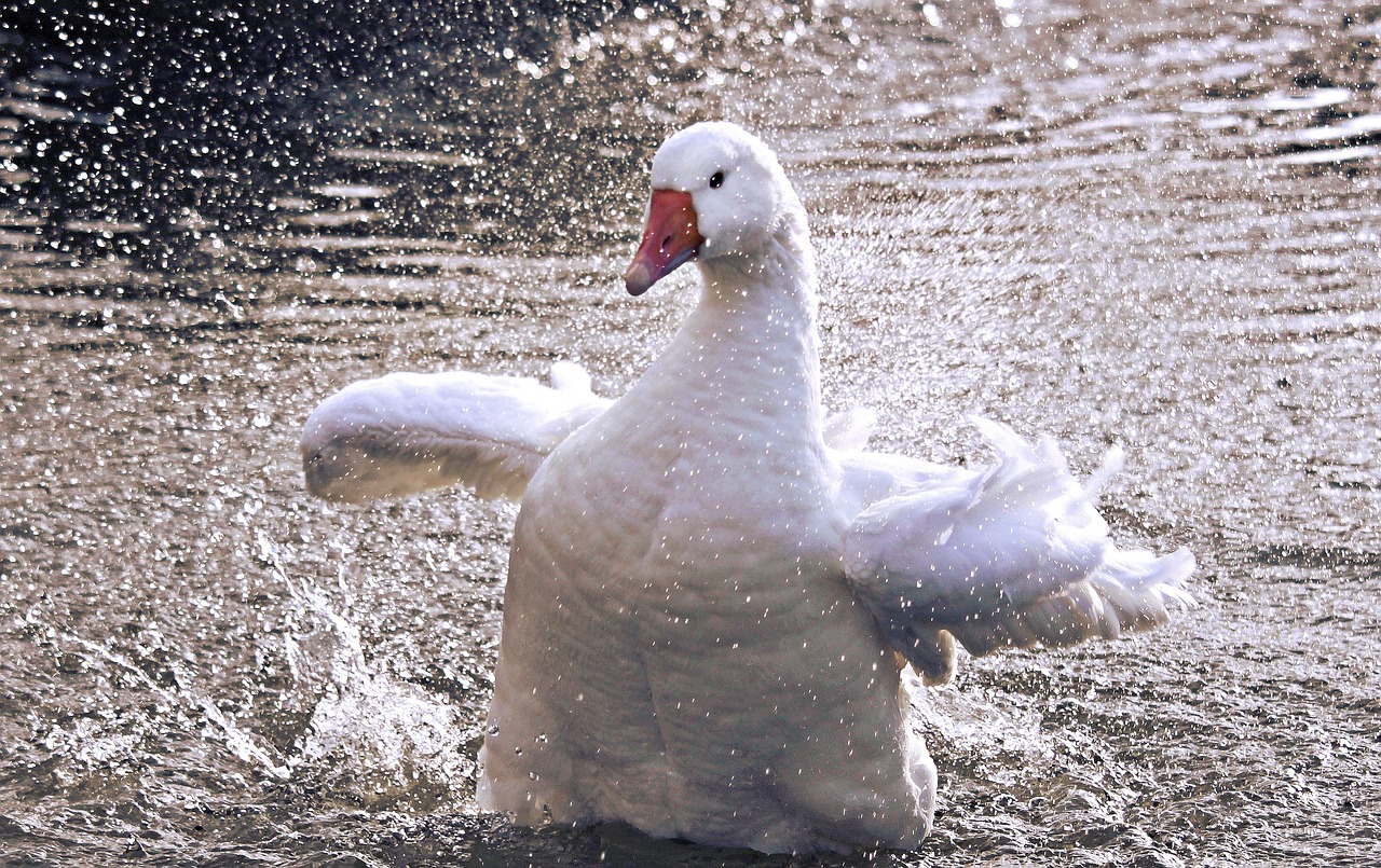 goose  domestic goose  poultry free photo