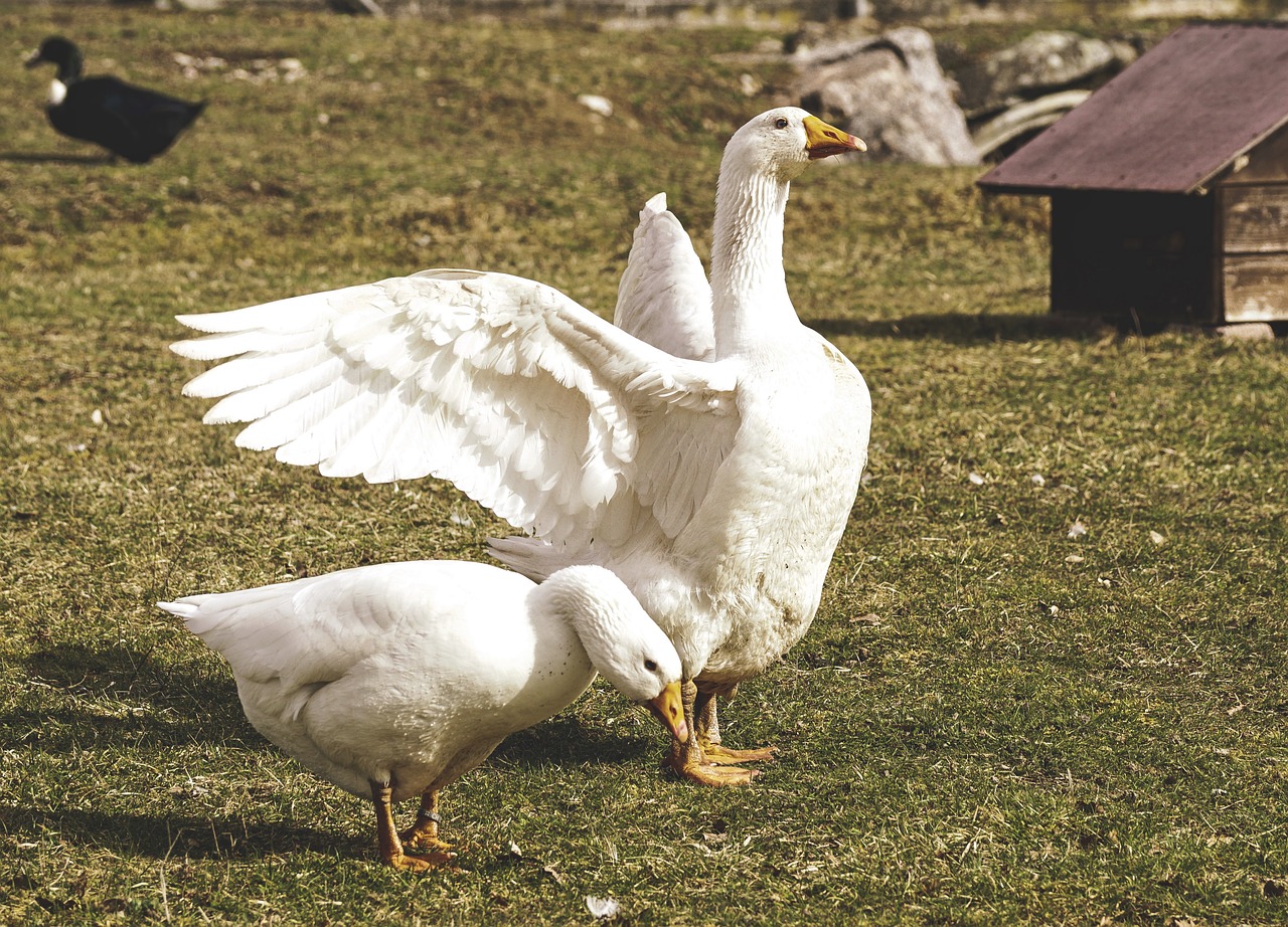 goose  pair  white free photo