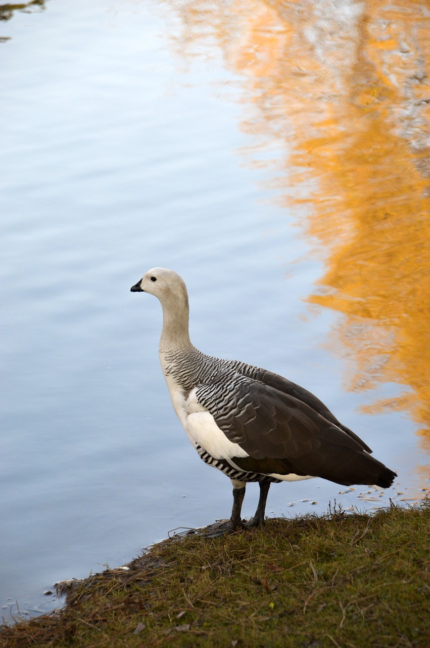 goose  bird  plumage free photo