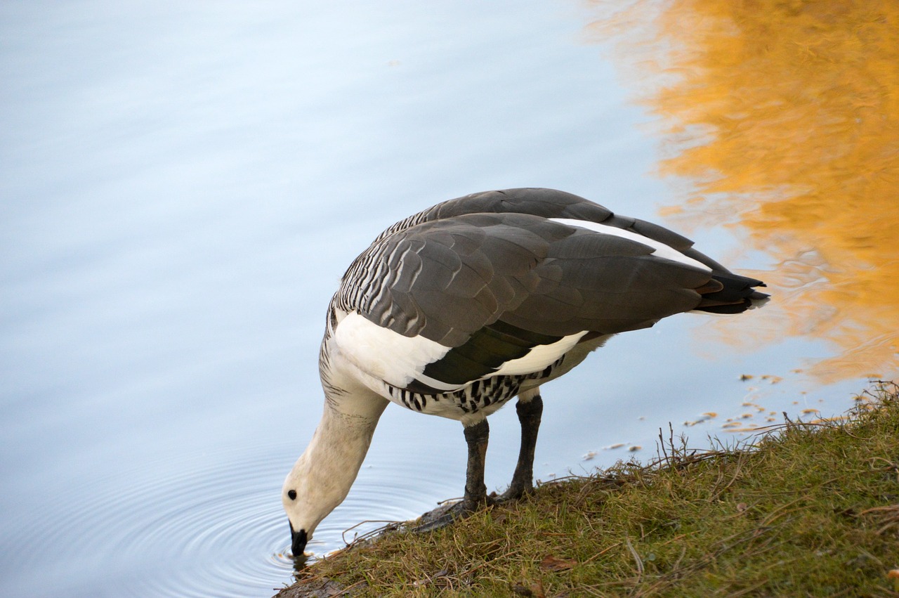 goose  bird  plumage free photo