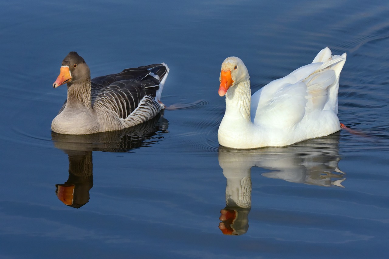 goose  water bird  animal free photo