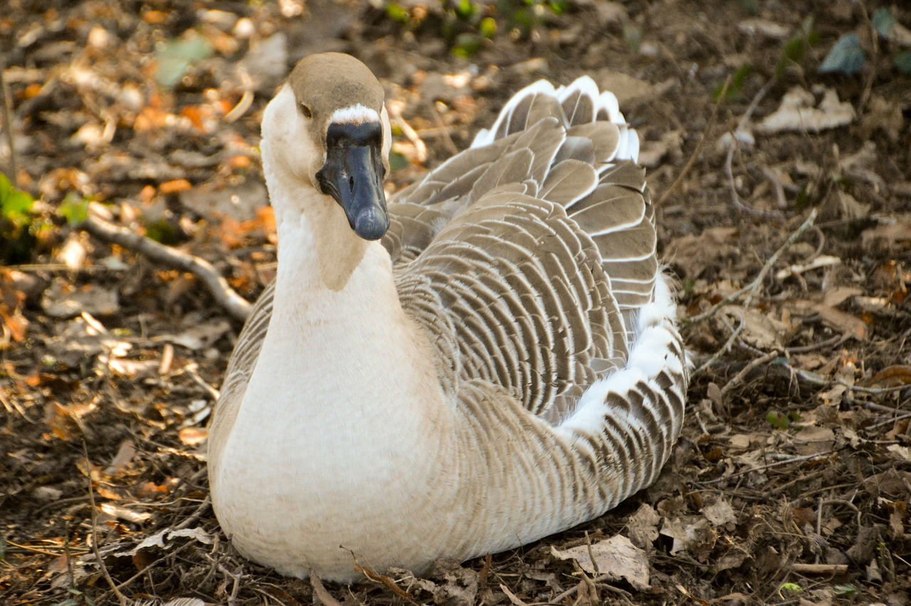 goose  bird  plumage free photo