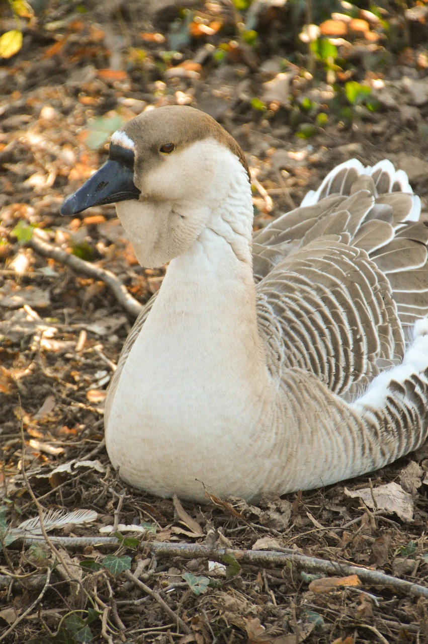 goose  bird  plumage free photo