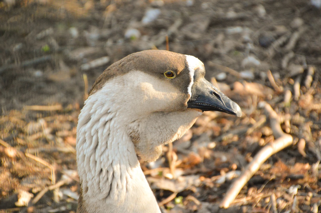 goose  bird  plumage free photo