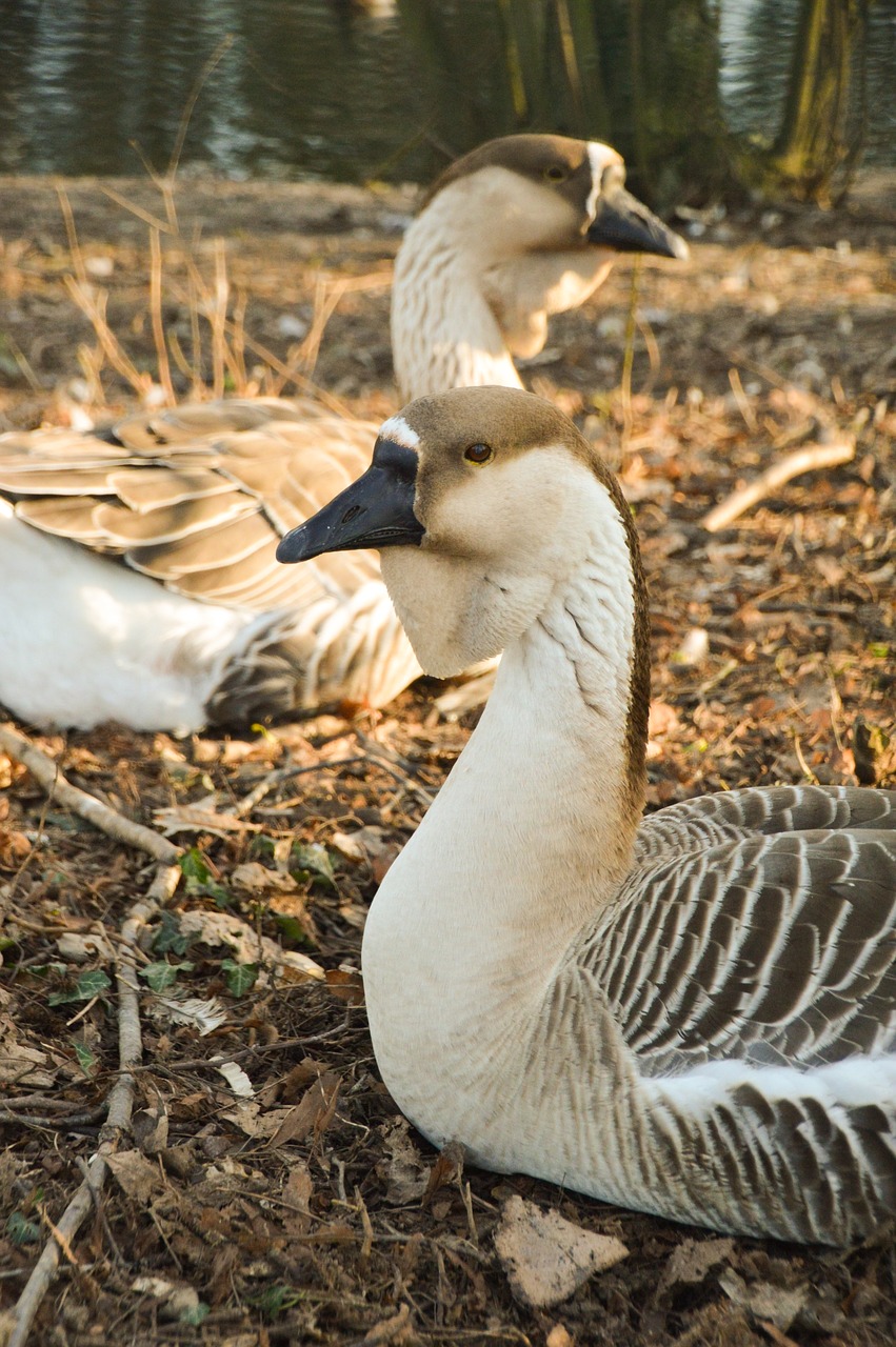 goose  bird  plumage free photo