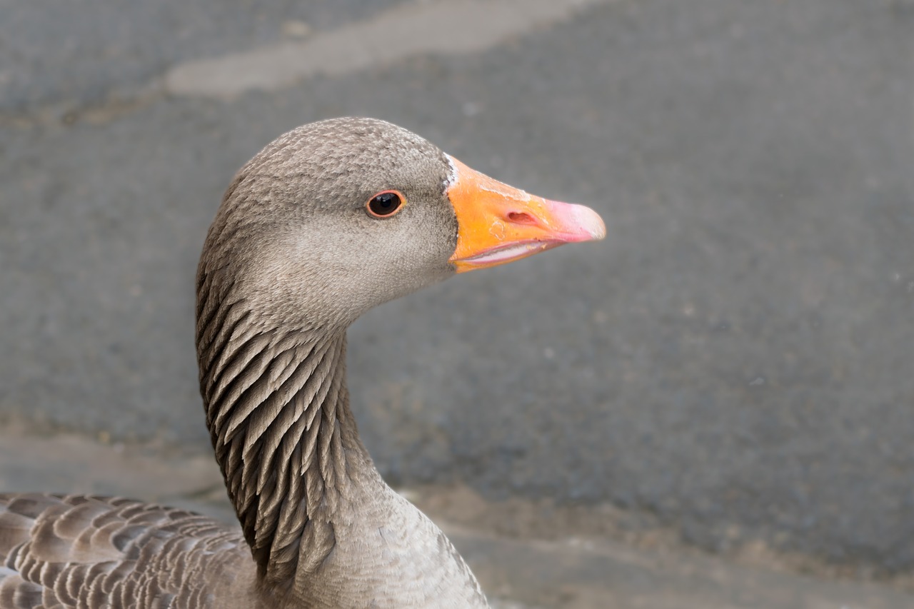 goose  animal  beak free photo