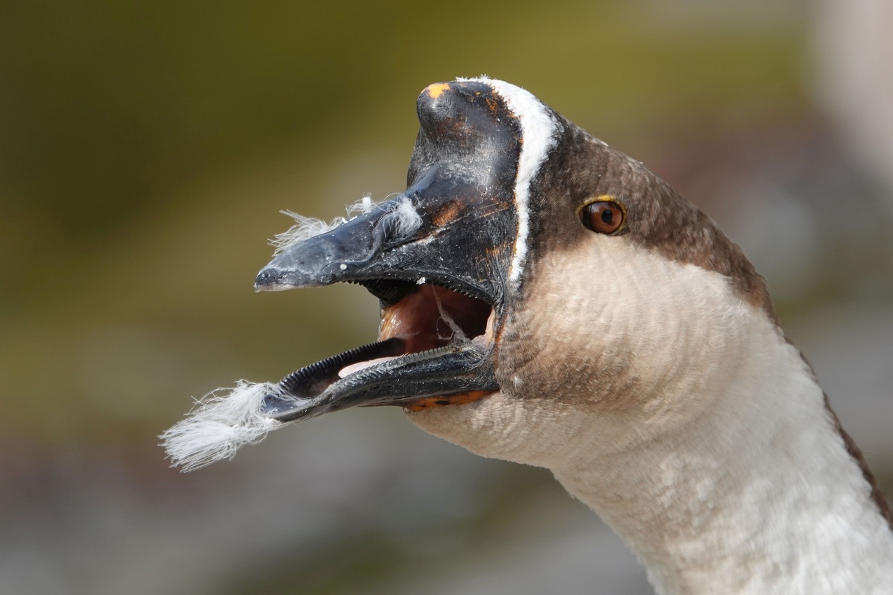 goose  bill  beak the edge free photo