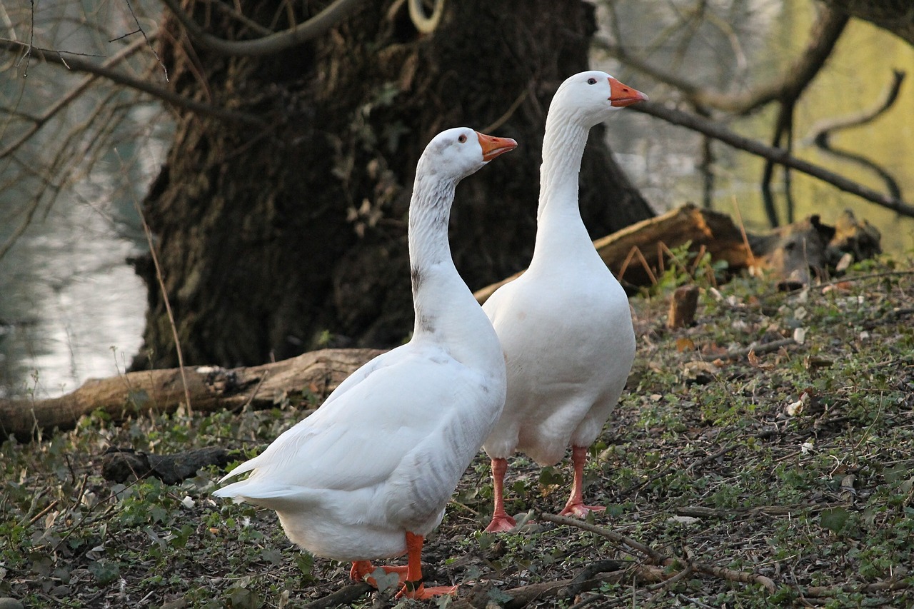 goose animals geese free photo