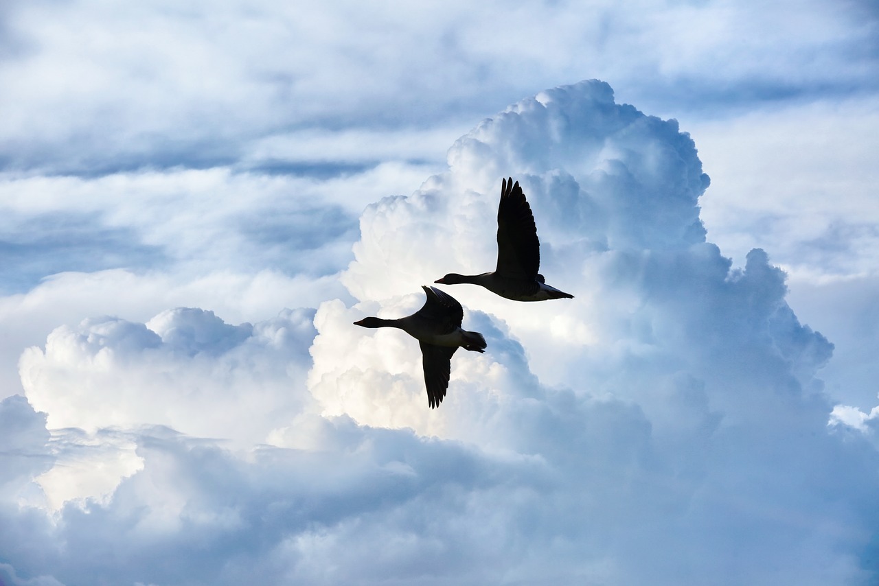 goose  water bird  flight free photo