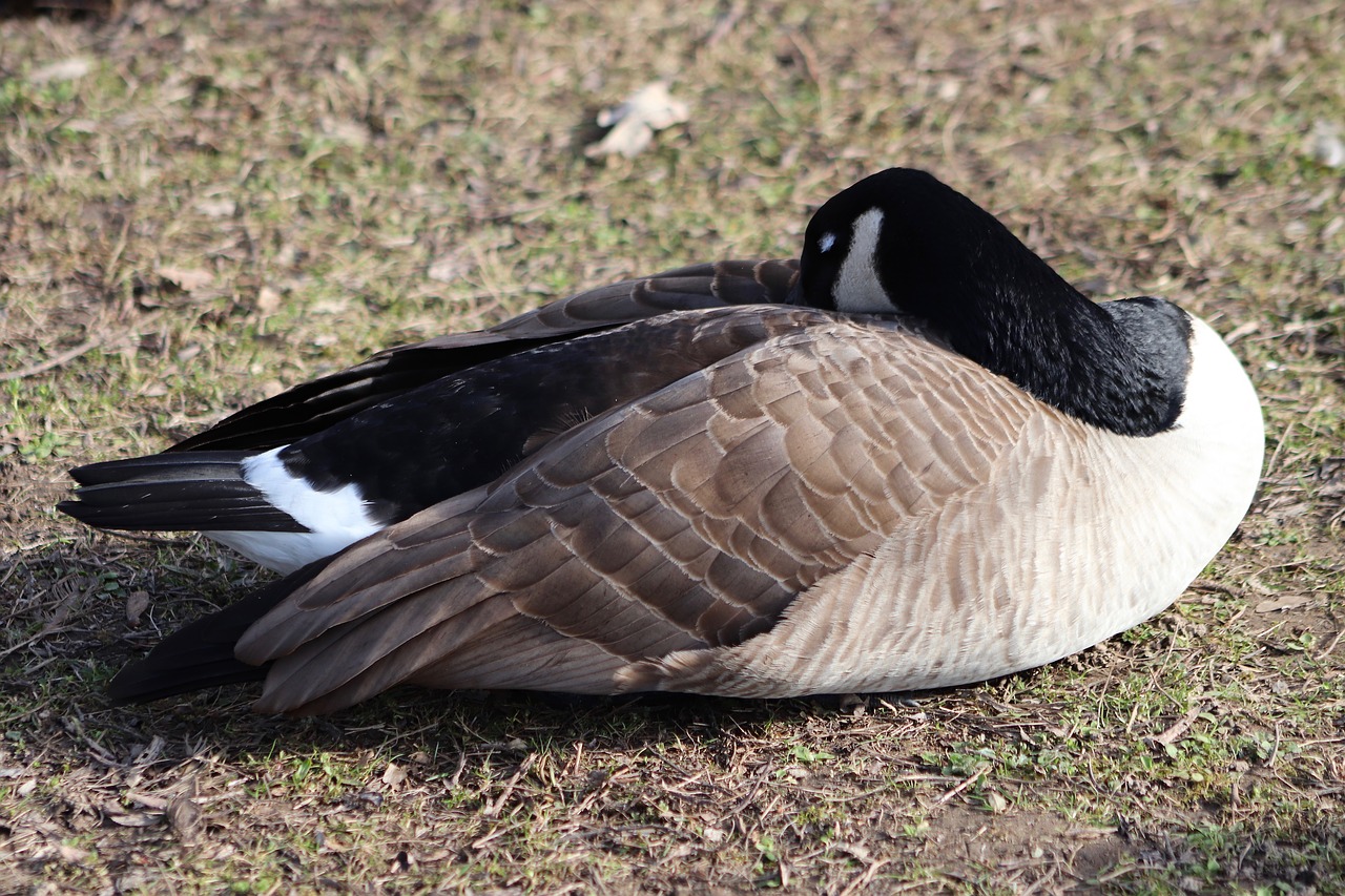 goose  water bird  wild goose free photo