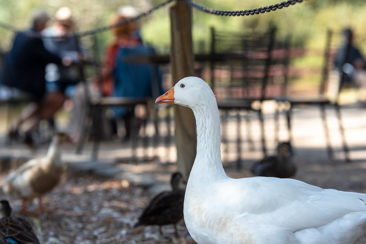 goose  white  bird free photo