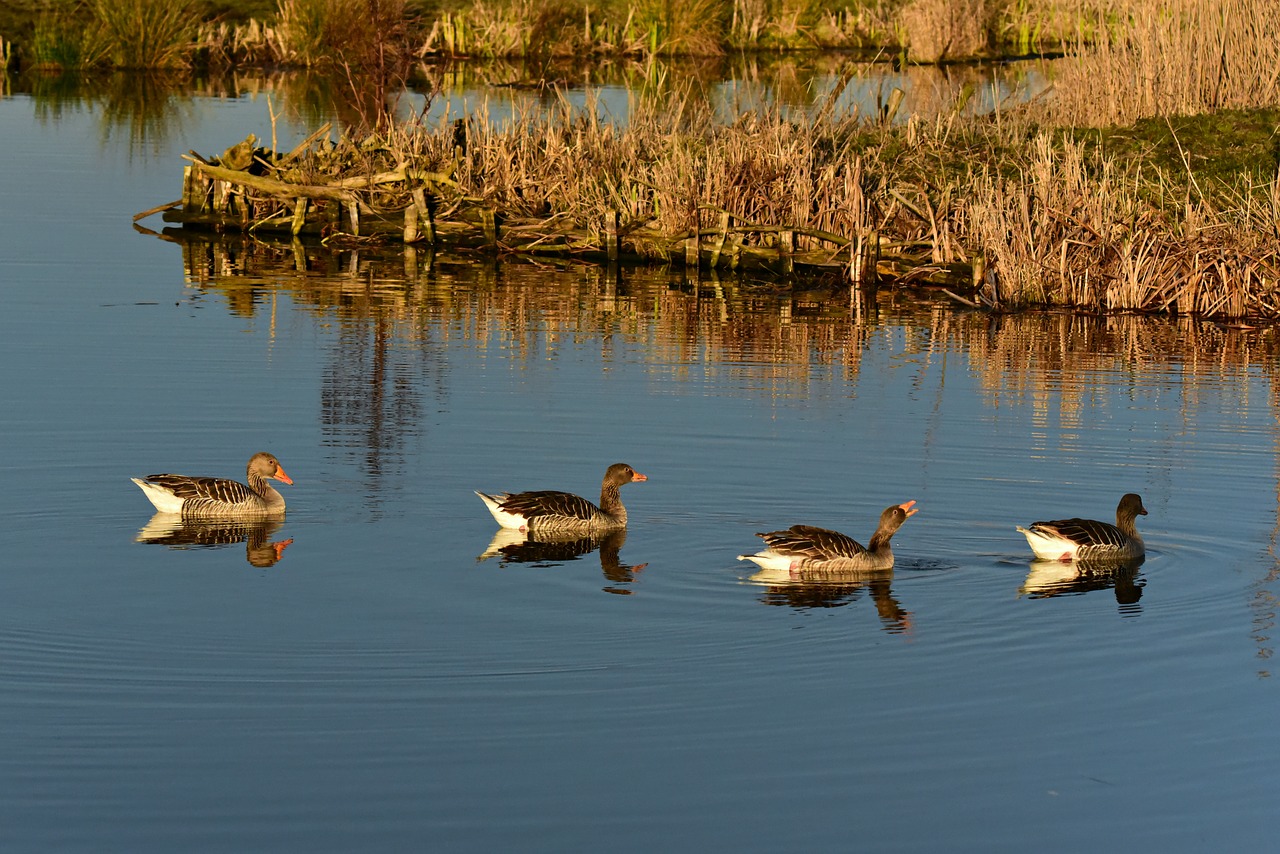 goose  water bird  swimming free photo