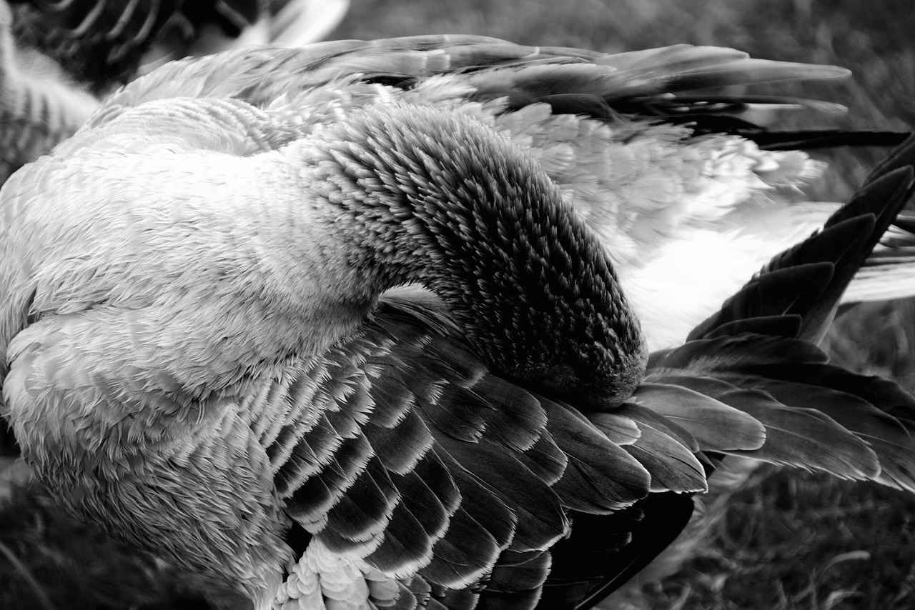 goose  domestic goose  animal free photo