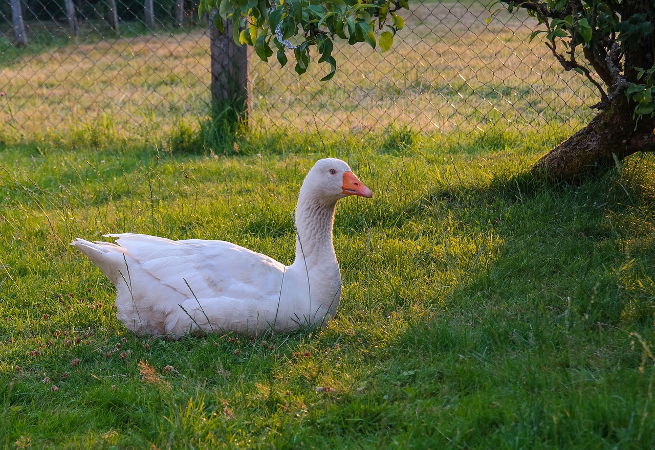 goose  bird  poultry free photo