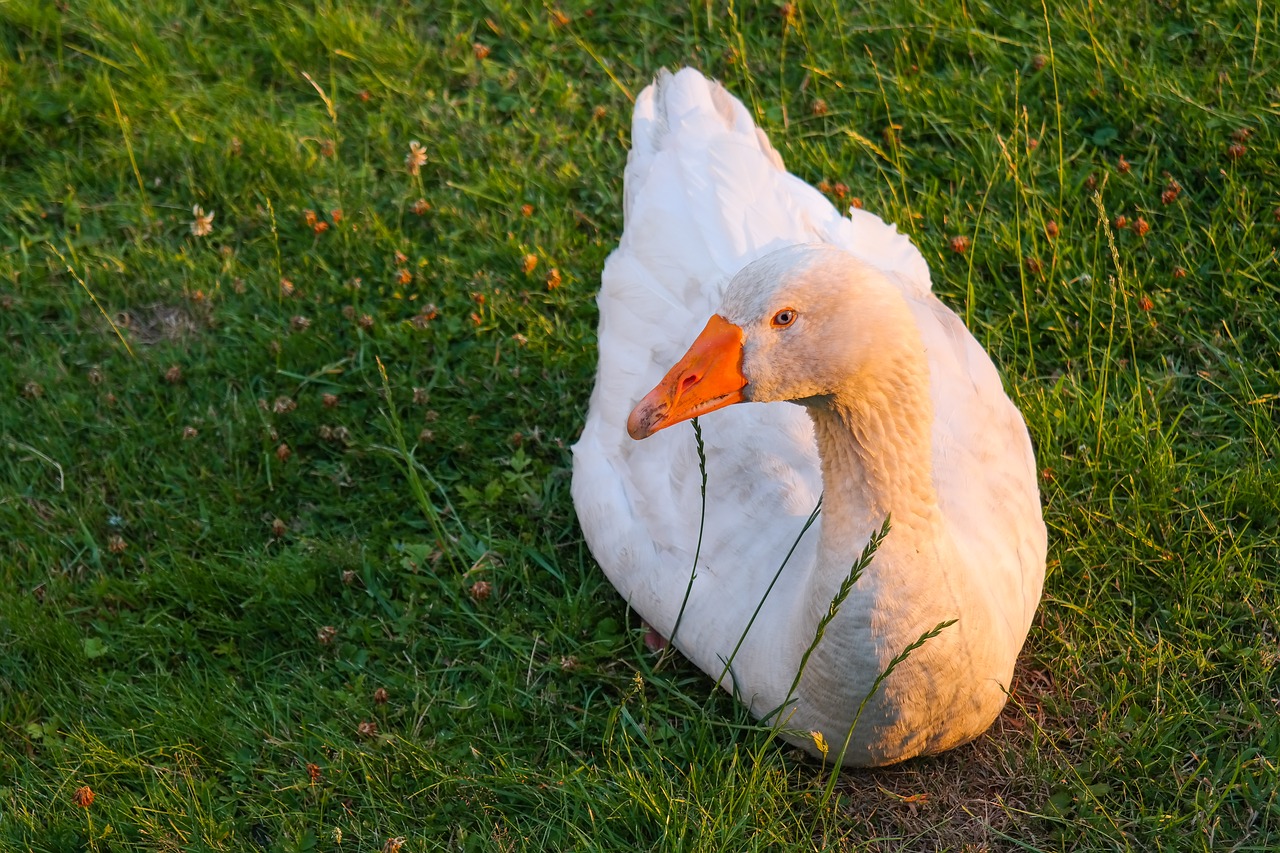 goose  bird  poultry free photo