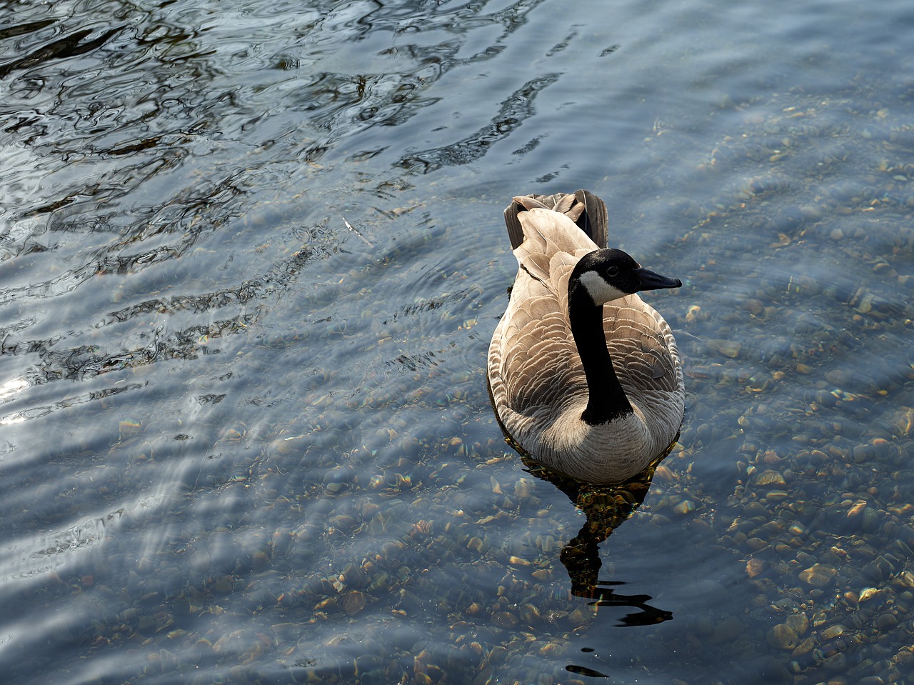 goose  bird  water free photo