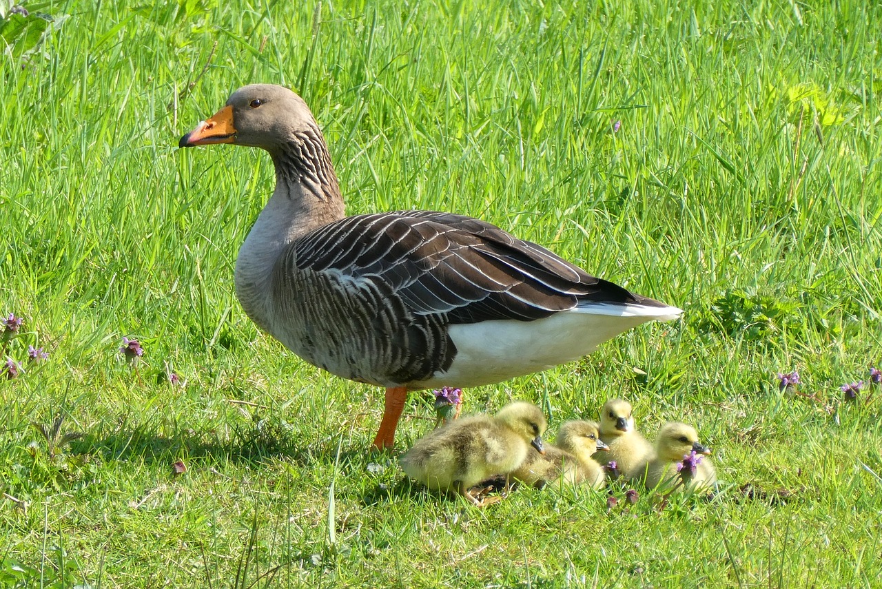 goose  chicks  bird free photo