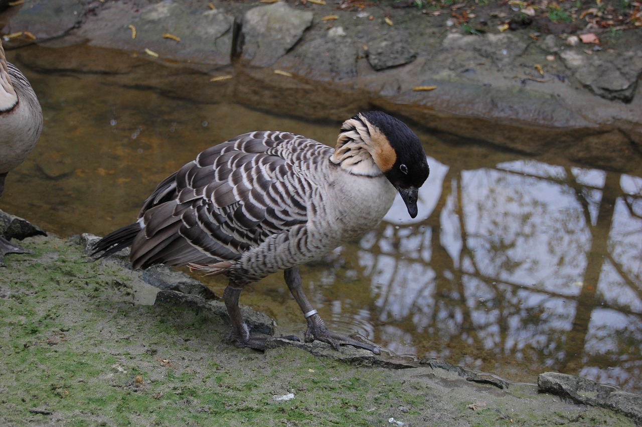 goose  duck  poultry free photo