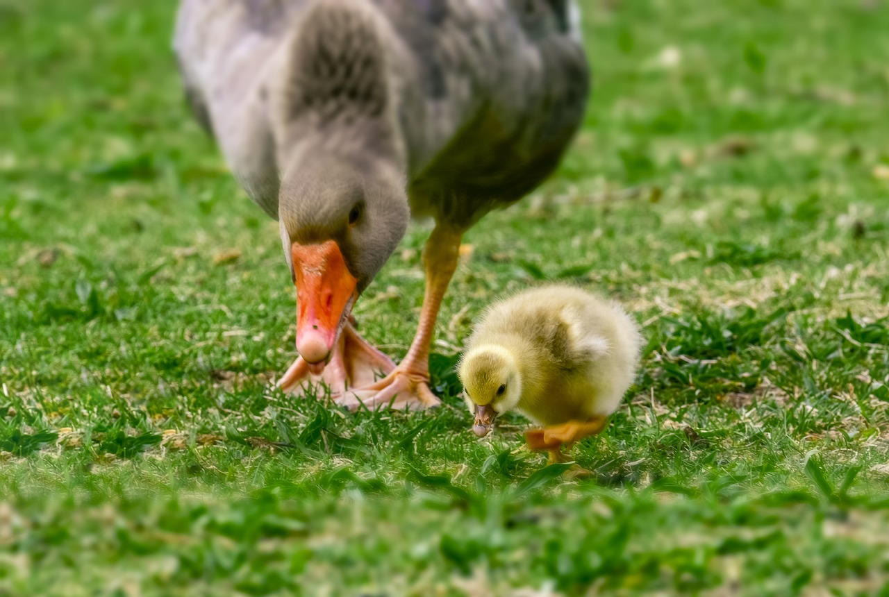 goose  ducks  spring free photo