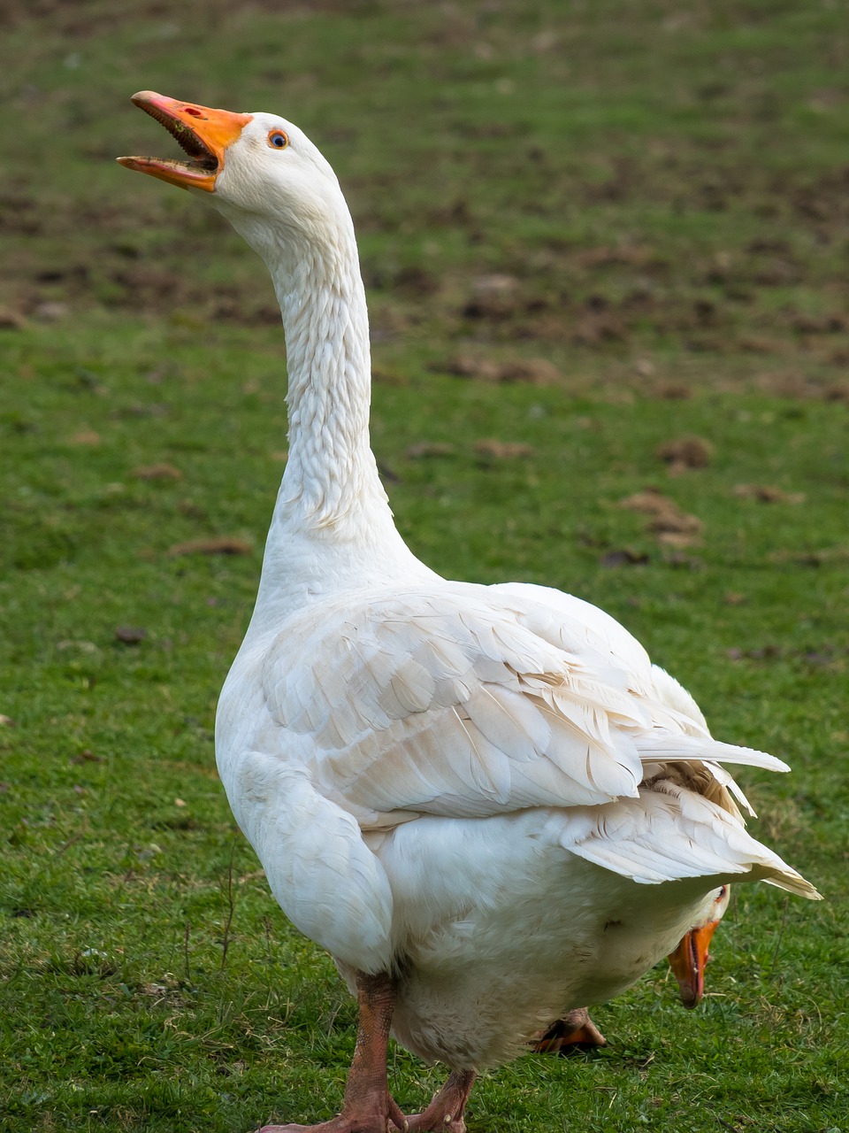 goose  ranting  aggressive free photo