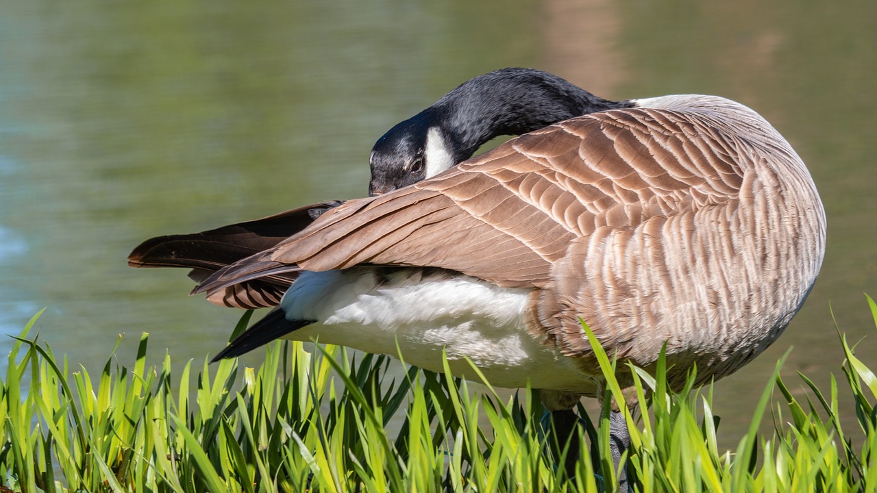 goose  canada goose  water bird free photo