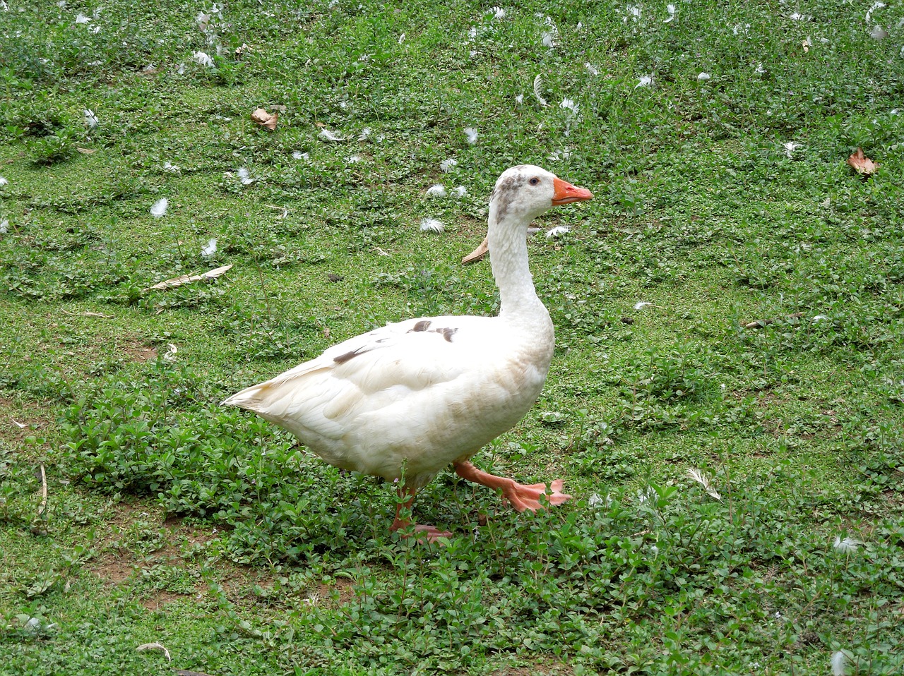 goose duck bird free photo