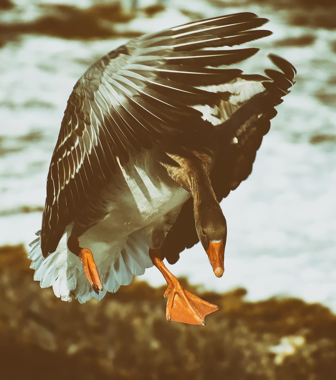 goose  flying  flight free photo