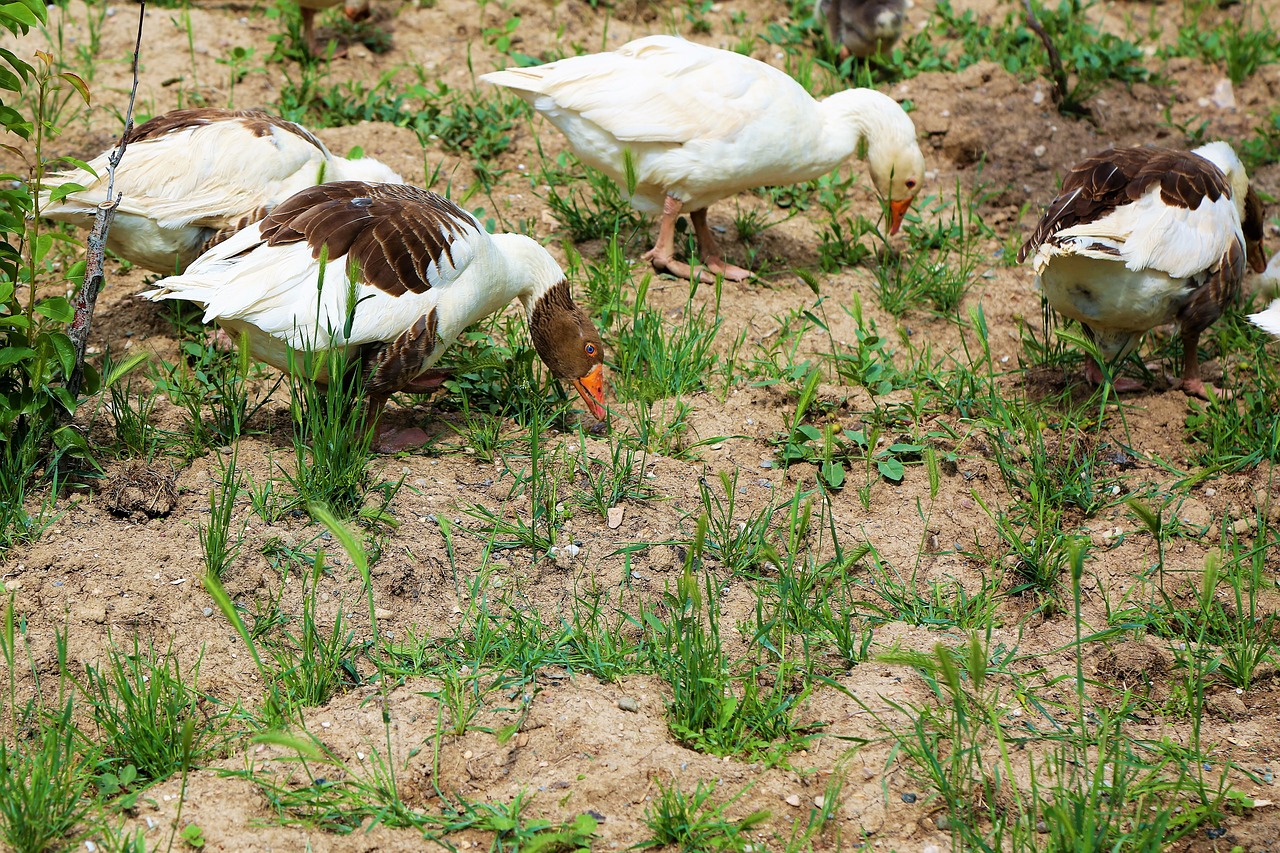 goose  animal  nature free photo