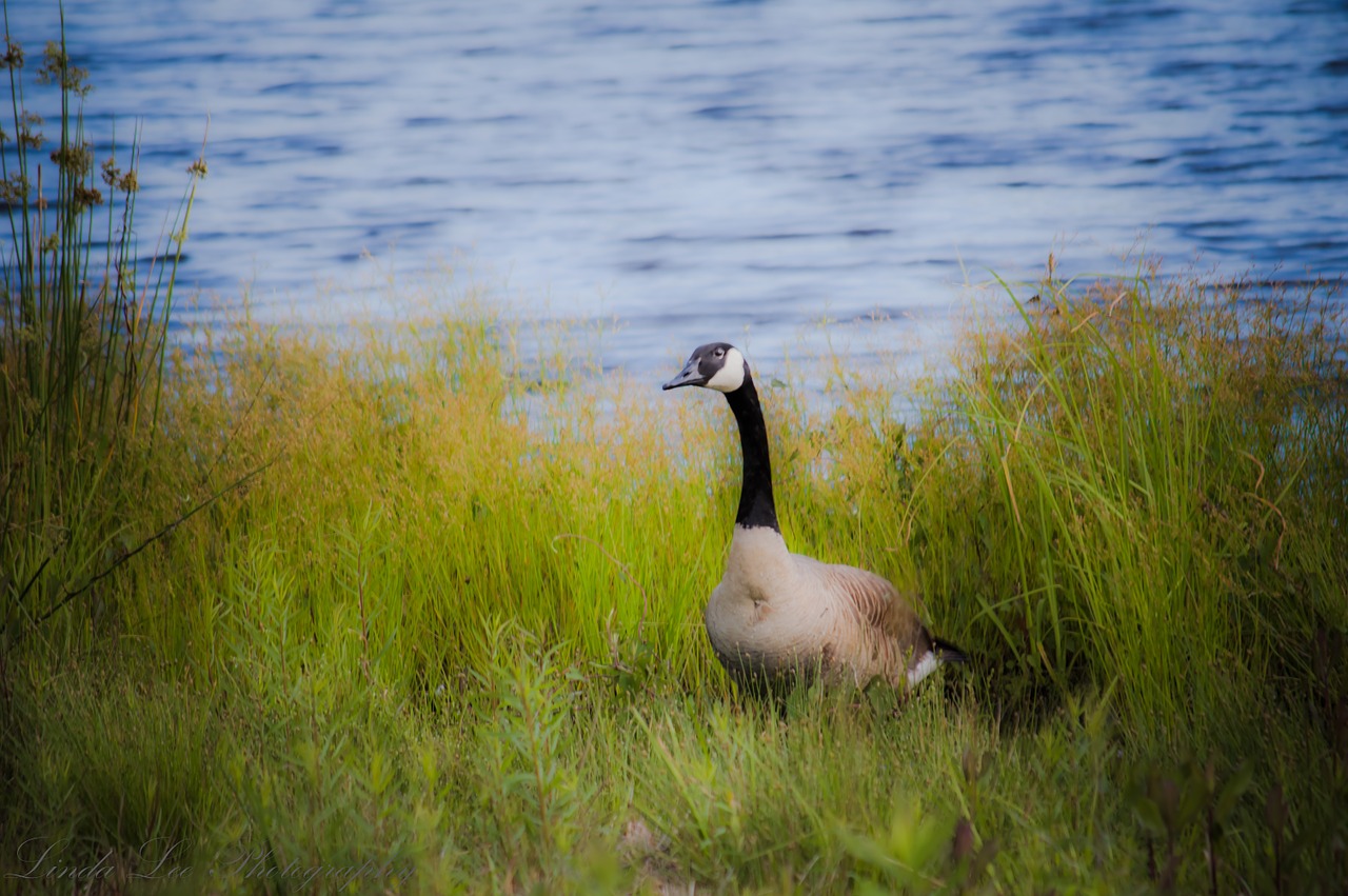 goose bird animal free photo