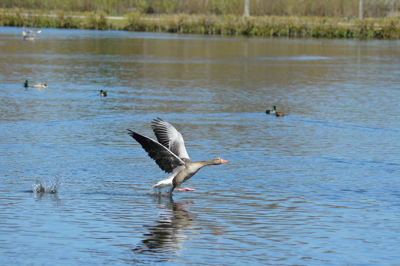 goose  landing  sky free photo