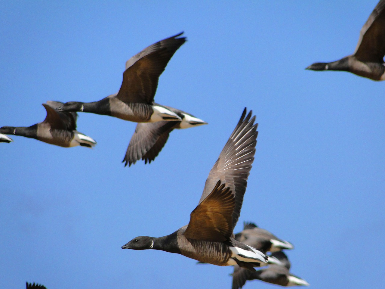 goose  geese  swarm free photo